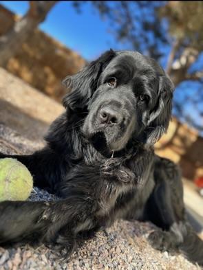 Gemma