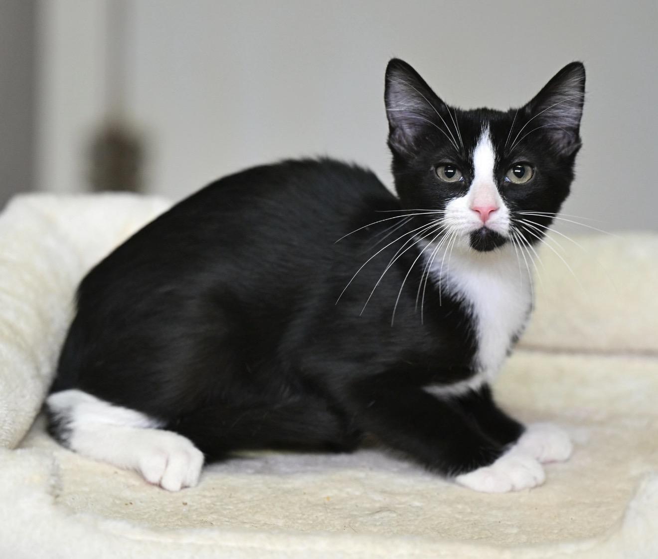 Enlarge Coraline & Pouch, a Adoption Pending mixed breed in Pittsfield, MA image 4/4