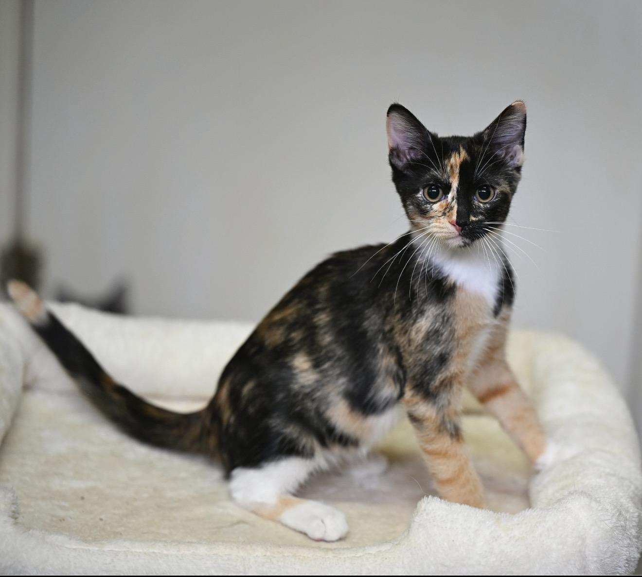 Enlarge Coraline & Pouch, a Adoption Pending mixed breed in Pittsfield, MA image 1/4