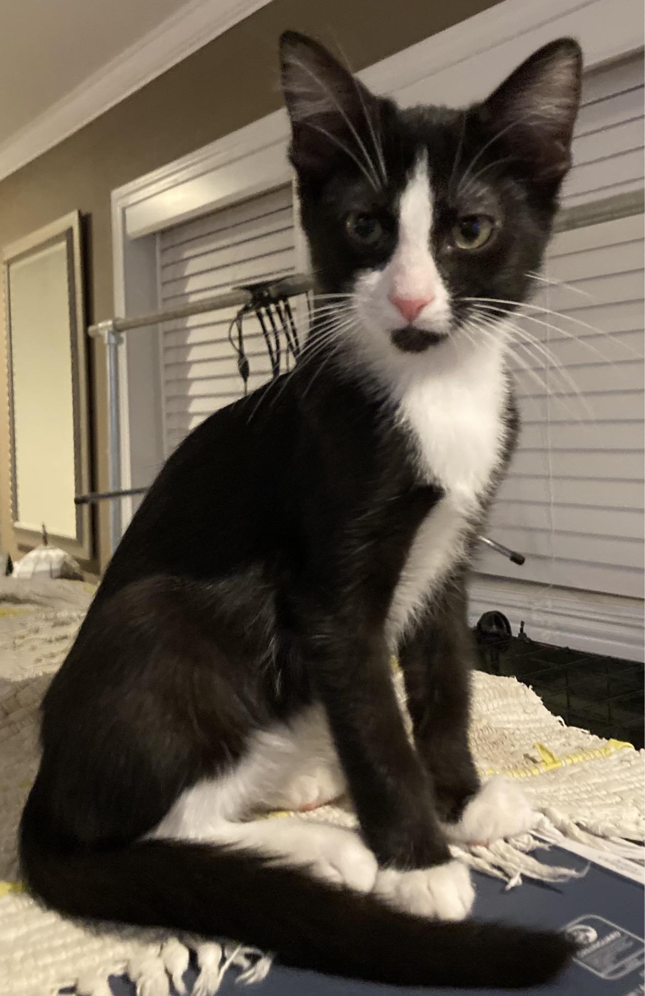 Enlarge Coraline & Pouch, a Adoption Pending mixed breed in Pittsfield, MA image 3/4