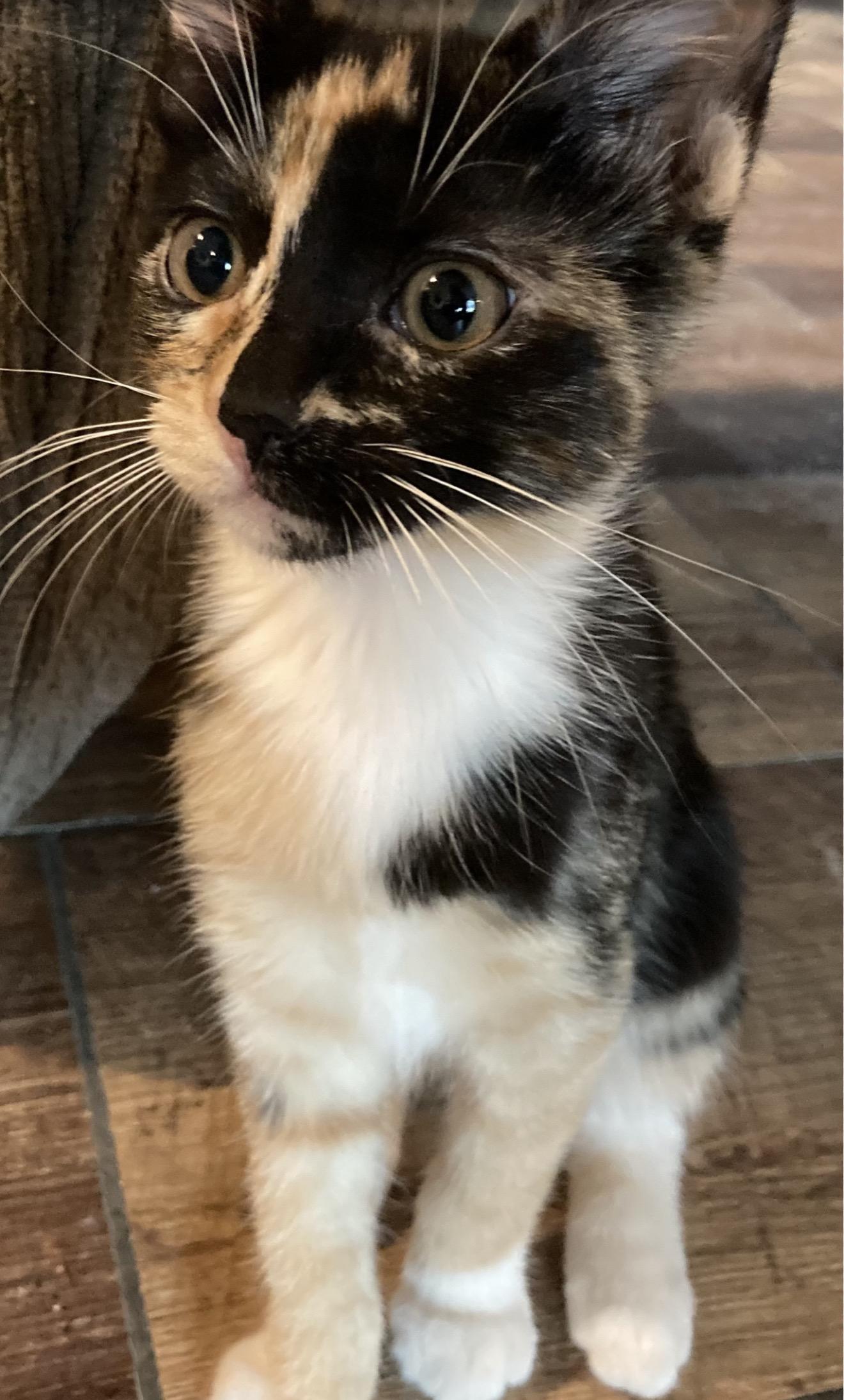 Enlarge Coraline & Pouch, a Adoption Pending mixed breed in Pittsfield, MA image 2/4