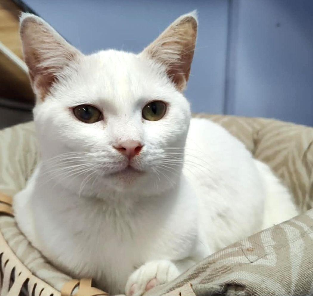 Marie, a Adoptable Domestic Short Hair in Savannah, GA image 2/3