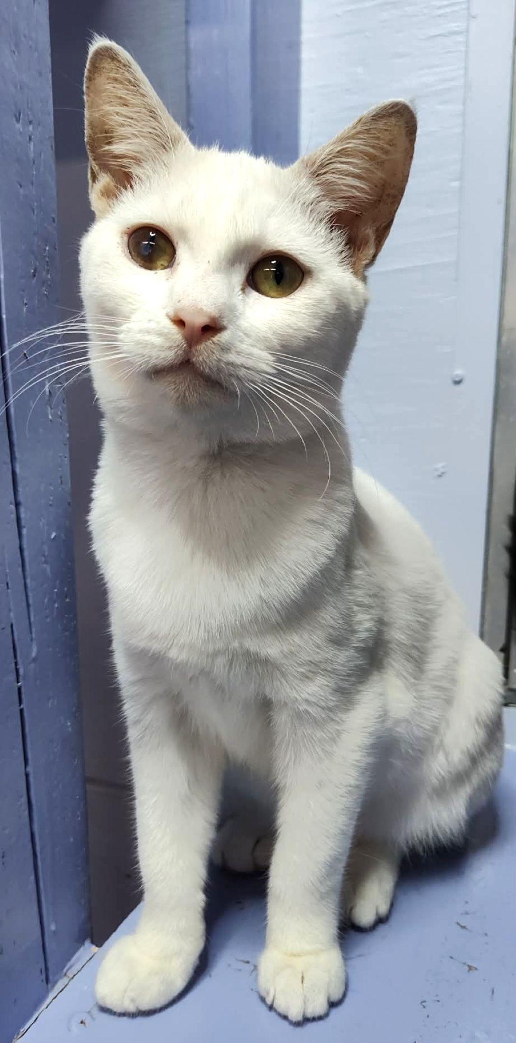 Marie, a Adoptable Domestic Short Hair in Savannah, GA image 3/3