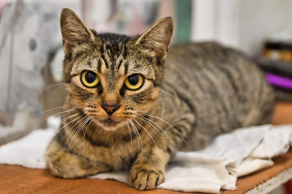 Avery, Adoptable, Young Female Domestic Short Hair.