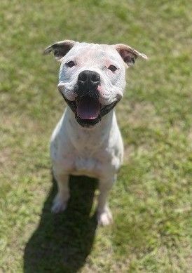 Chase, a Adoptable mixed breed in Manning, SC image 1/2
