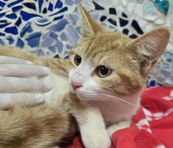 CARMELA, Adoptable, Young Female Domestic Short Hair & Domestic Short Hair.