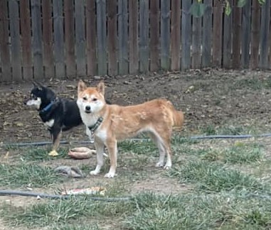 Enlarge Jewel, a Adoptable Shiba Inu in Jonesburg, MO image 1/6
