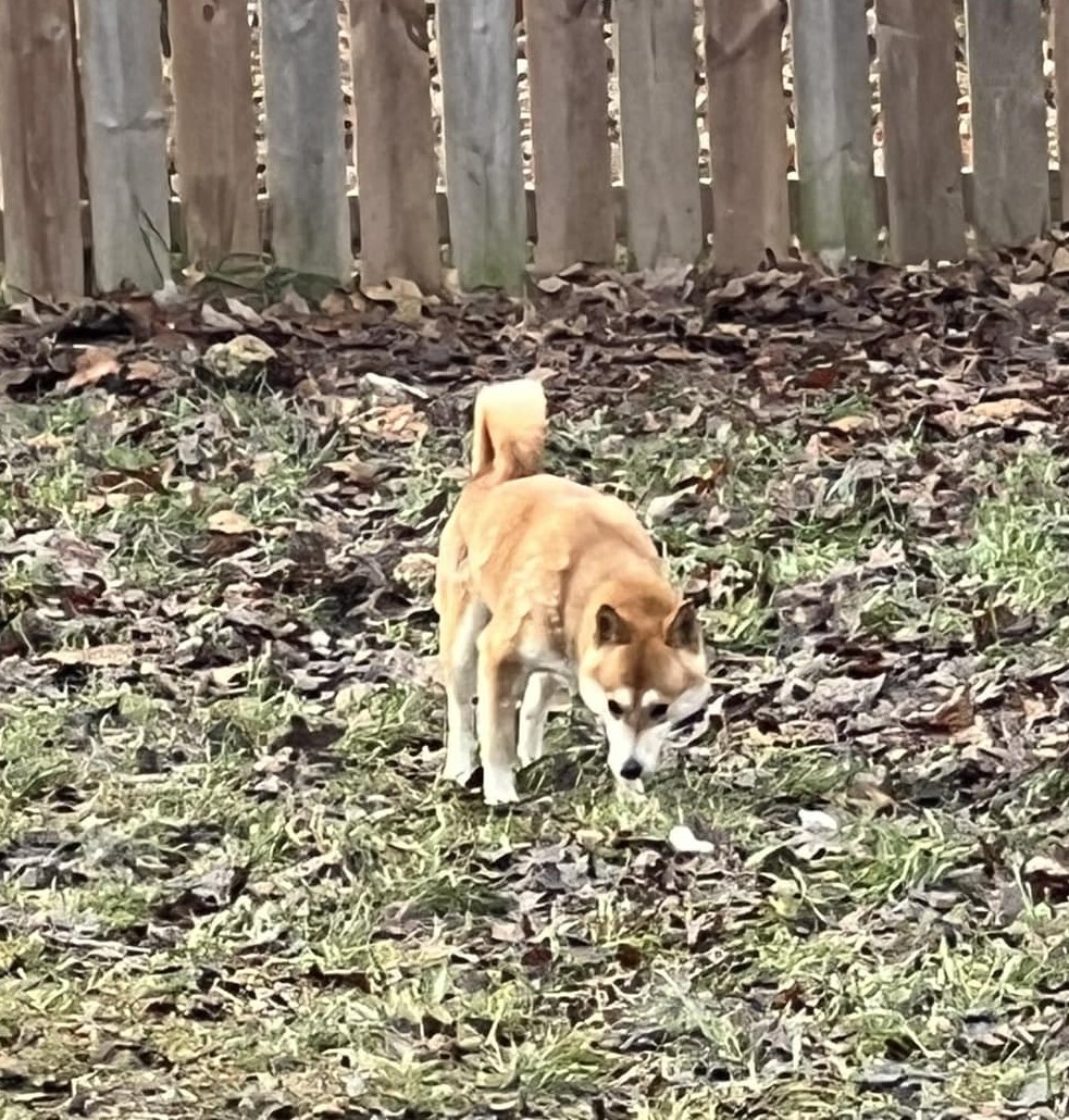 Enlarge Jewel, a Adoptable Shiba Inu in Jonesburg, MO image 3/6