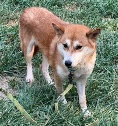 Enlarge Jewel, a Adoptable Shiba Inu in Jonesburg, MO image 4/6