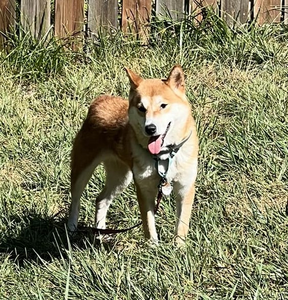Enlarge Jewel, a Adoptable Shiba Inu in Jonesburg, MO image 5/6