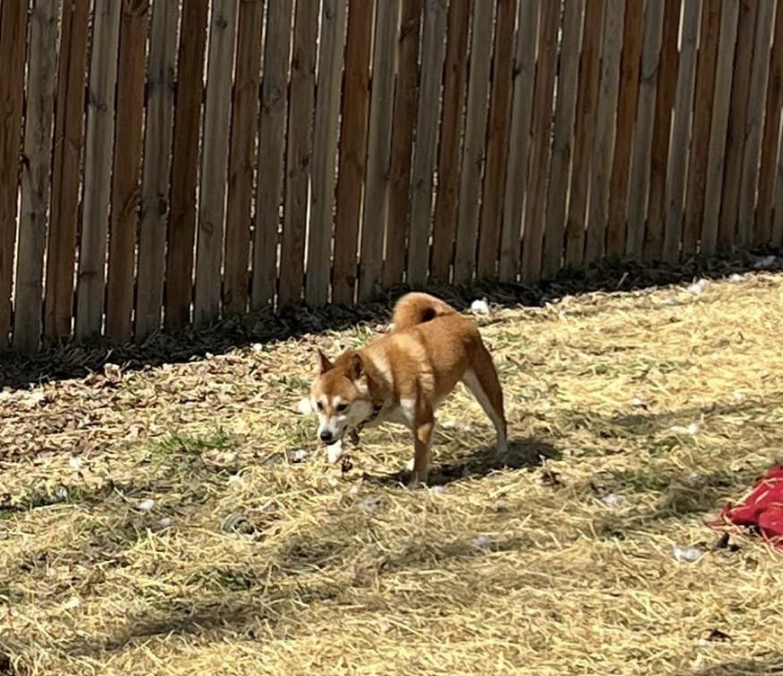 Enlarge Jewel, a Adoptable Shiba Inu in Jonesburg, MO image 6/6