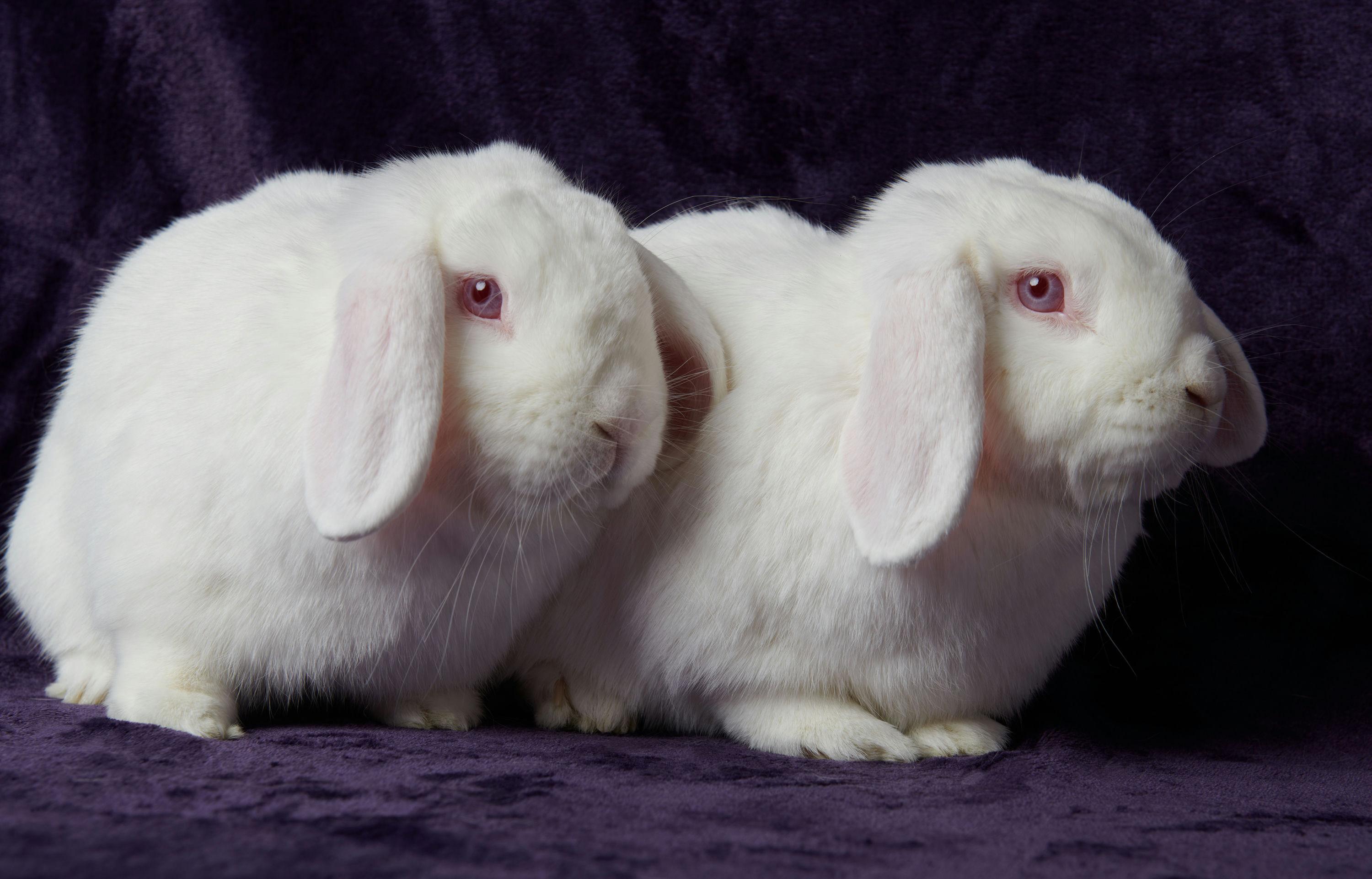 Dwayne and Korg, ADOPTABLE, Adult Male Mini Lop.