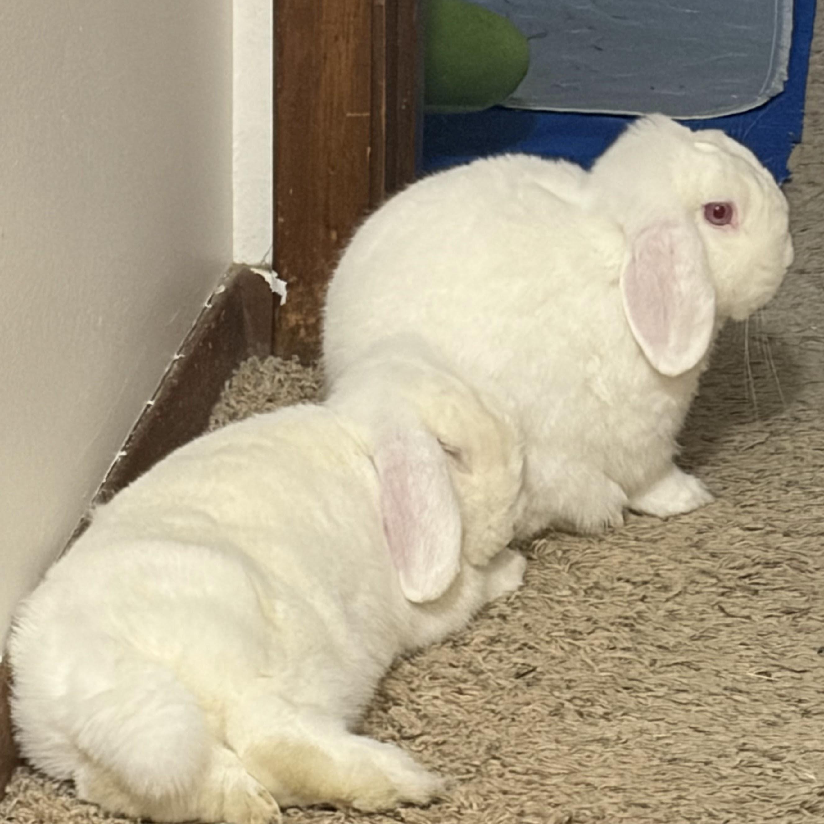 Enlarge Dwayne and Korg, a ADOPTABLE Mini Lop in Coralville, IA image 3/3