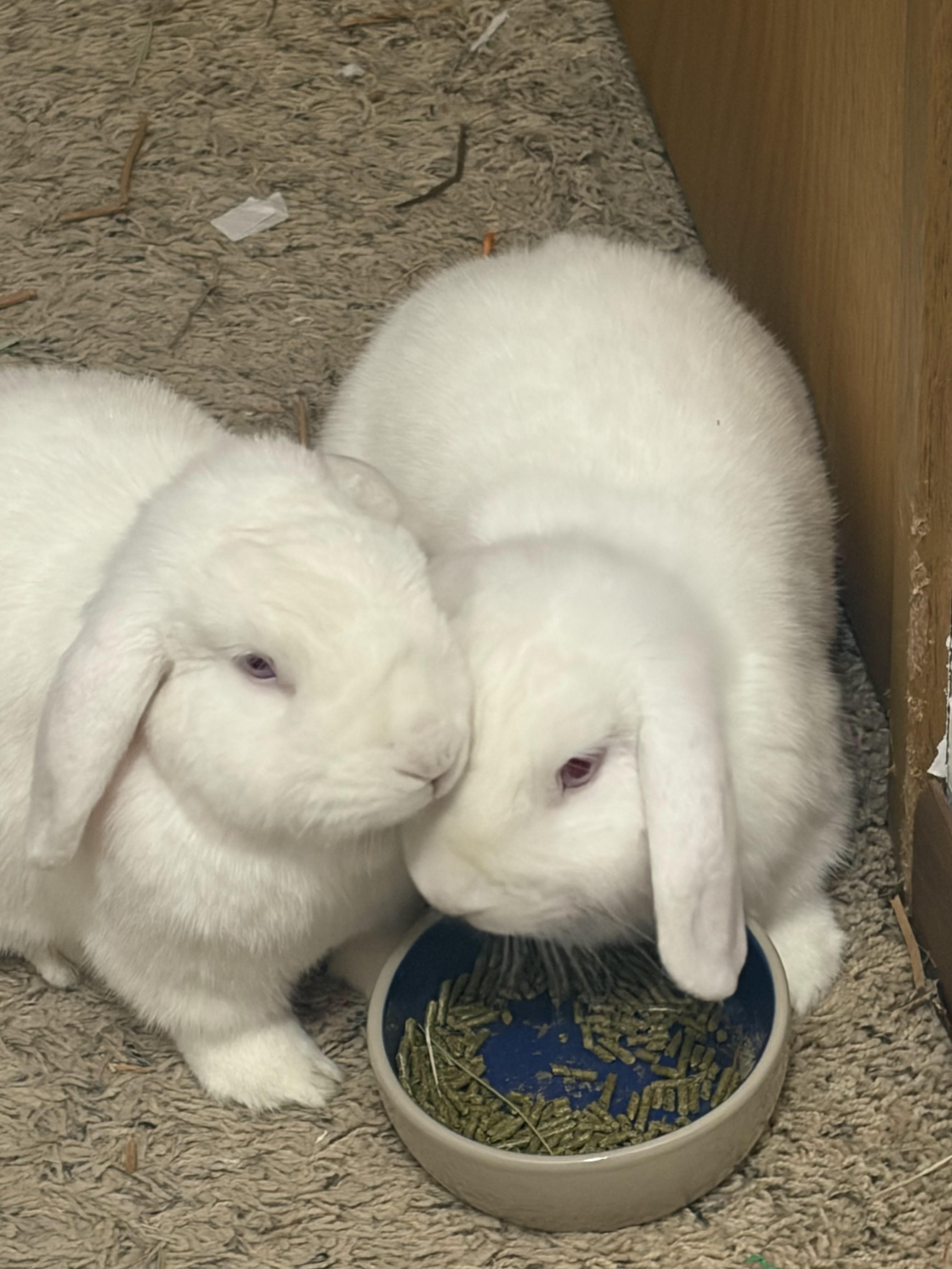 Enlarge Dwayne and Korg, a ADOPTABLE Mini Lop in Coralville, IA image 2/3