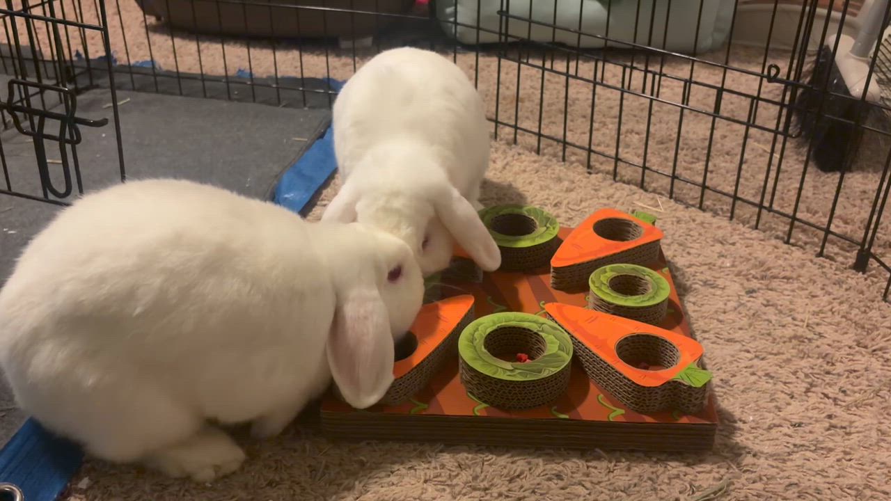 Enlarge Dwayne and Korg, a Adoptable Mini Lop in Coralville, IA video 4/4