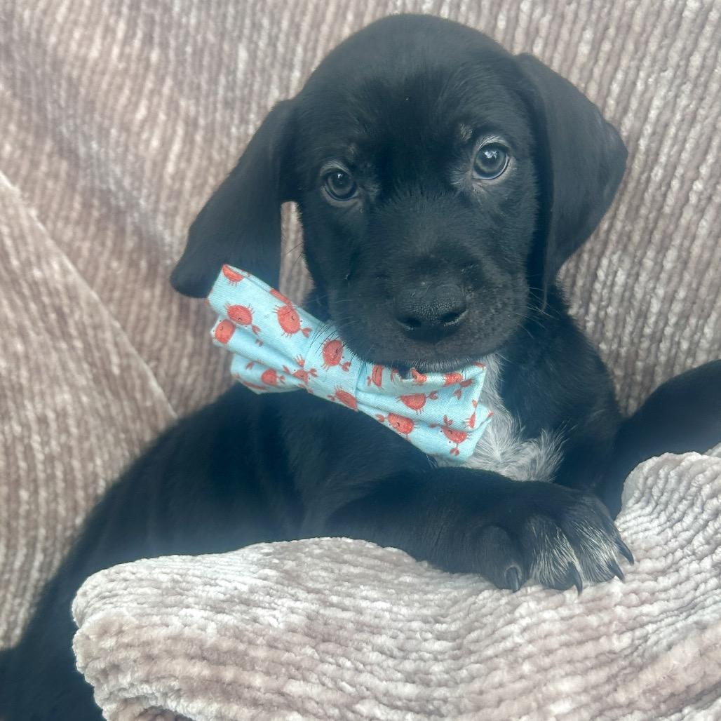 Waylon, a Adoptable Bluetick Coonhound in New Orleans, LA image 1/6