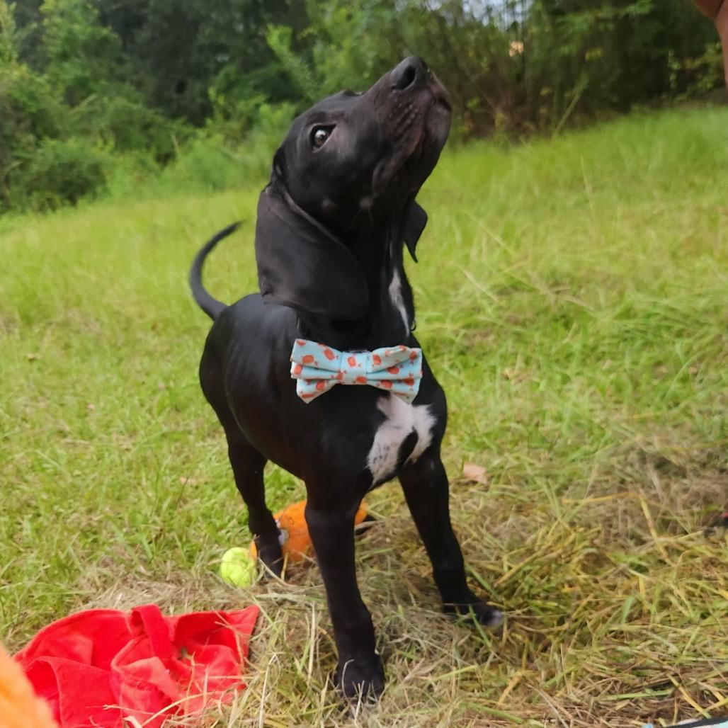 Waylon, Adoptable, Young Male Bluetick Coonhound.