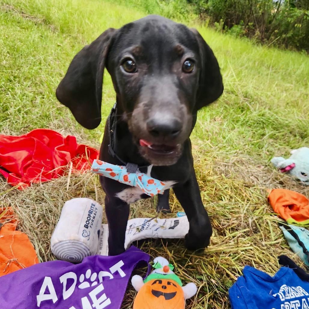 Waylon, a Adoptable Bluetick Coonhound in New Orleans, LA image 3/6