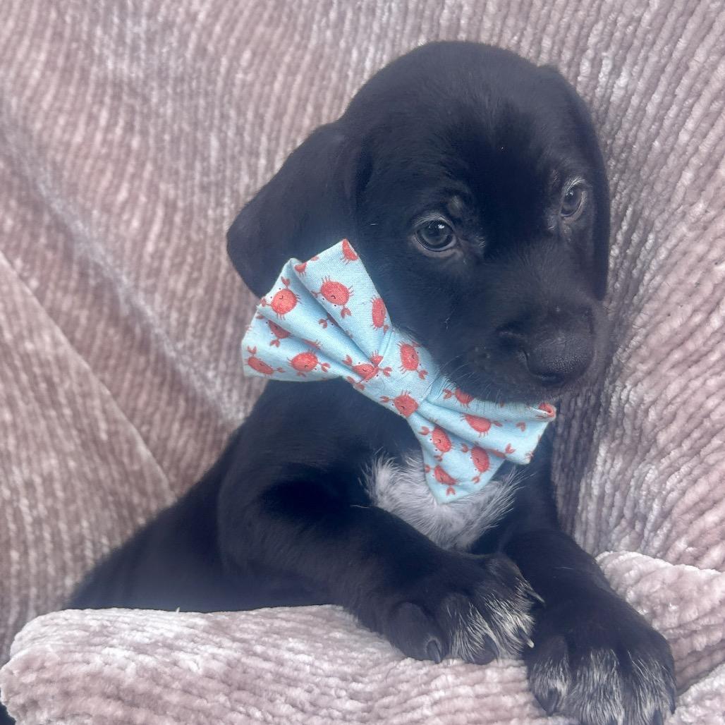 Waylon, a Adoptable Bluetick Coonhound in New Orleans, LA image 5/6