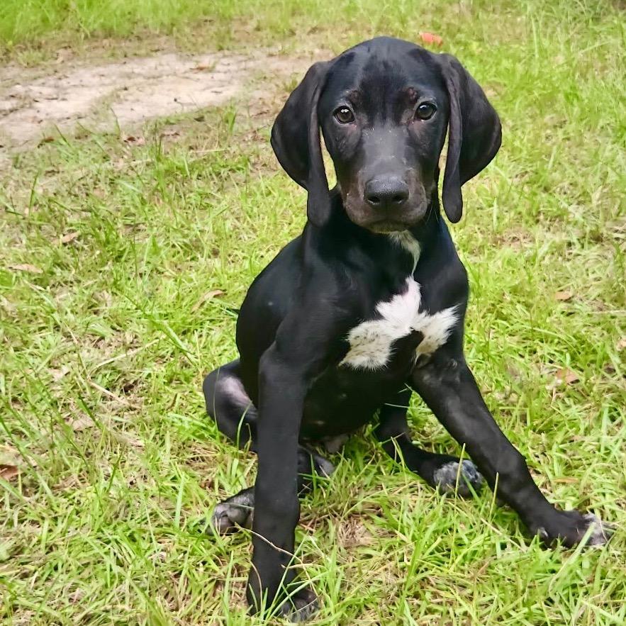 Waylon, a Adoptable Bluetick Coonhound in New Orleans, LA image 6/6