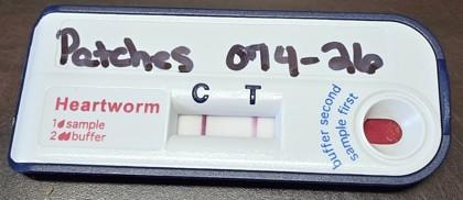 Patches, Adoptable, Young Female Labrador Retriever & Mixed Breed.