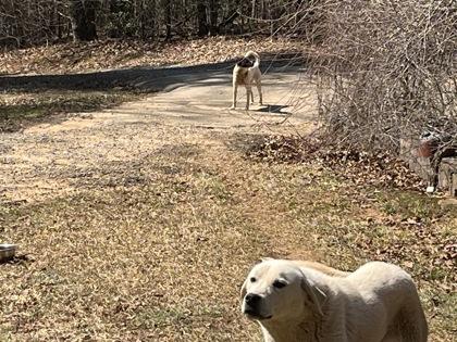 Patches, a Adoptable mixed breed in Blue Ridge, GA image 2/3