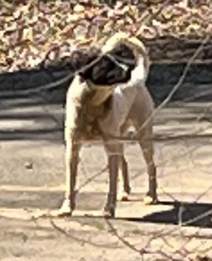 Patches, a Adoptable mixed breed in Blue Ridge, GA image 3/3