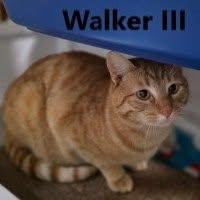 Enlarge Walker III, a Adoptable Domestic Short Hair in Olympia, WA image 1/1