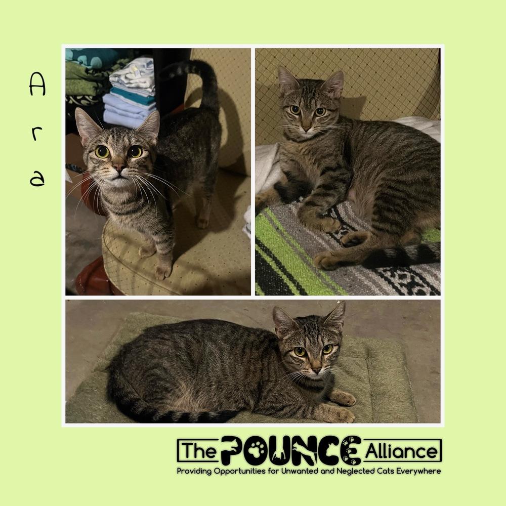 Enlarge Ara, a Adoptable mixed breed in Liberty Lake, WA image 1/1