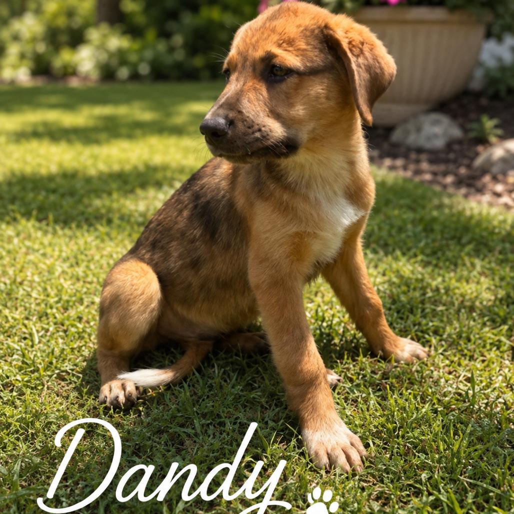 Enlarge Dandy, a Adoptable Labrador Retriever in Mount Pleasant, TX image 1/6