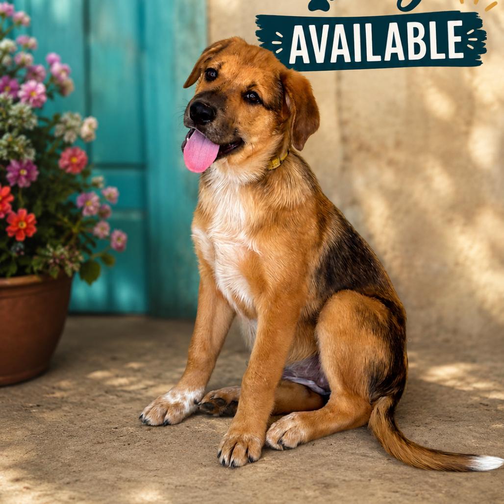 Enlarge Dandy, a Adoptable Labrador Retriever in Mount Pleasant, TX image 5/6