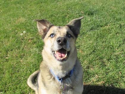 Trixy, Adoptable, Adult Female German Shepherd Dog & Mixed Breed.