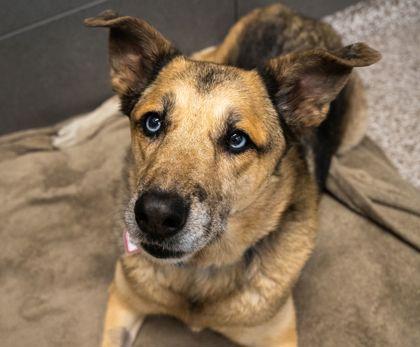 Enlarge Trixy, a Adoptable mixed breed in Boulder, CO image 2/3