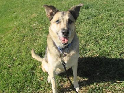 Enlarge Trixy, a Adoptable mixed breed in Boulder, CO image 3/3