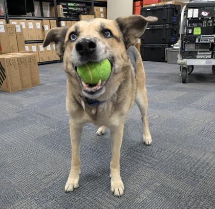 Trixy, a Adoptable mixed breed in Boulder, CO image 2/3