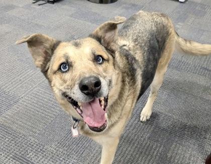 Trixy, a Adoptable mixed breed in Boulder, CO image 3/3