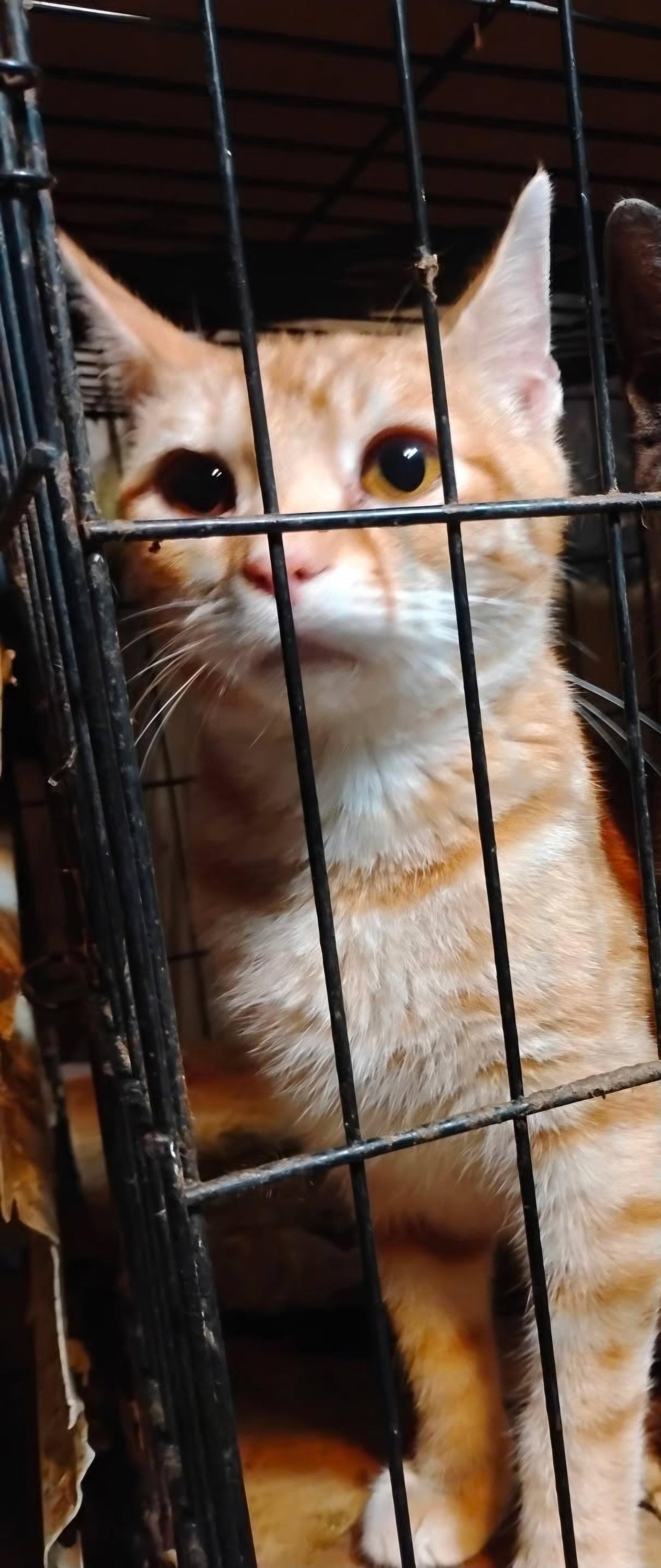 Enlarge Copper, a Adoptable Tabby in Blairsville, GA image 2/2