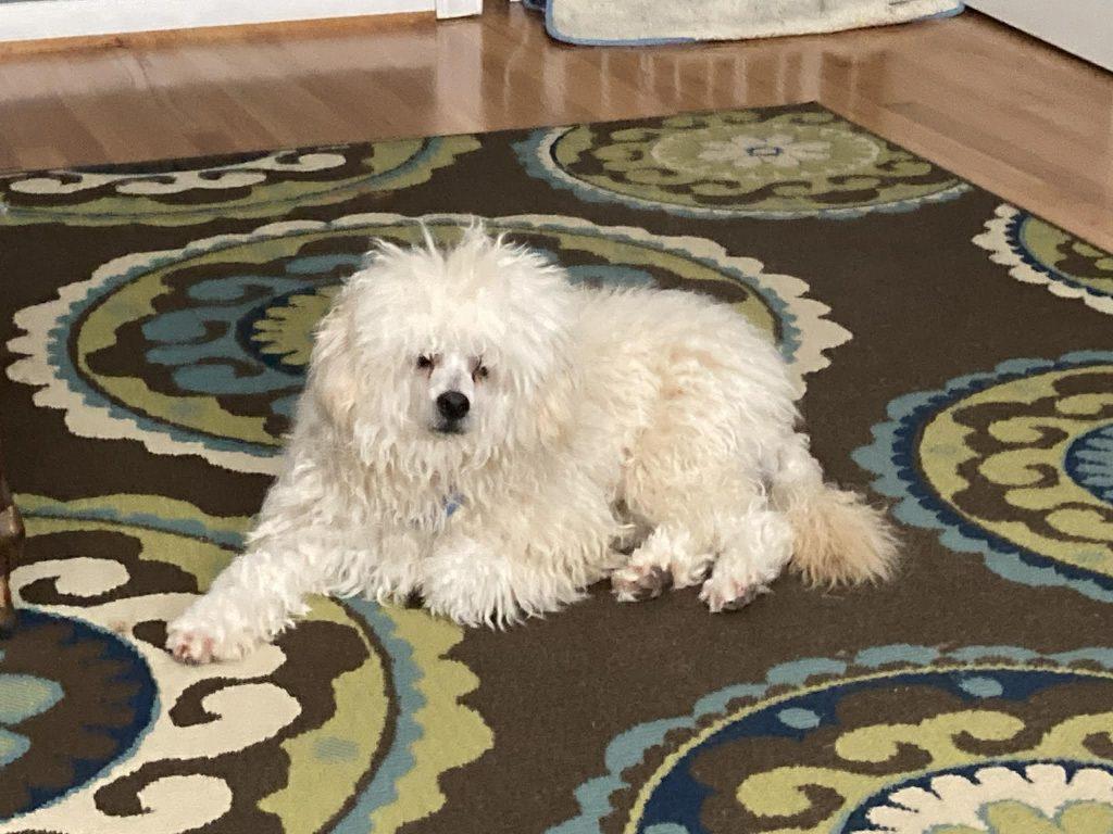 Rameses, a Adopted Mixed Breed in Durham, NC image 1/2