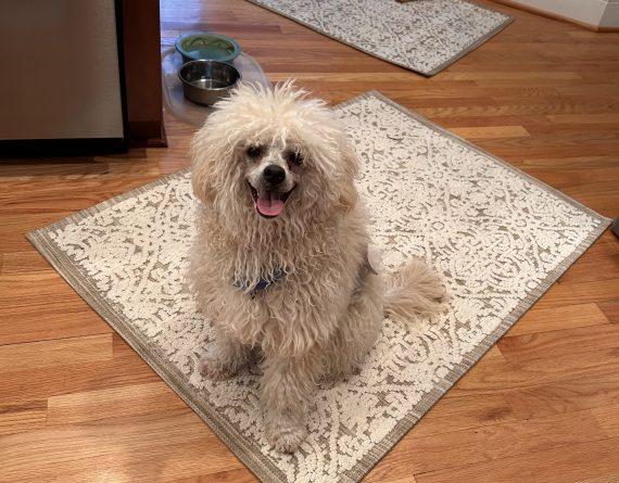 Rameses, a Adopted Mixed Breed in Durham, NC image 2/2