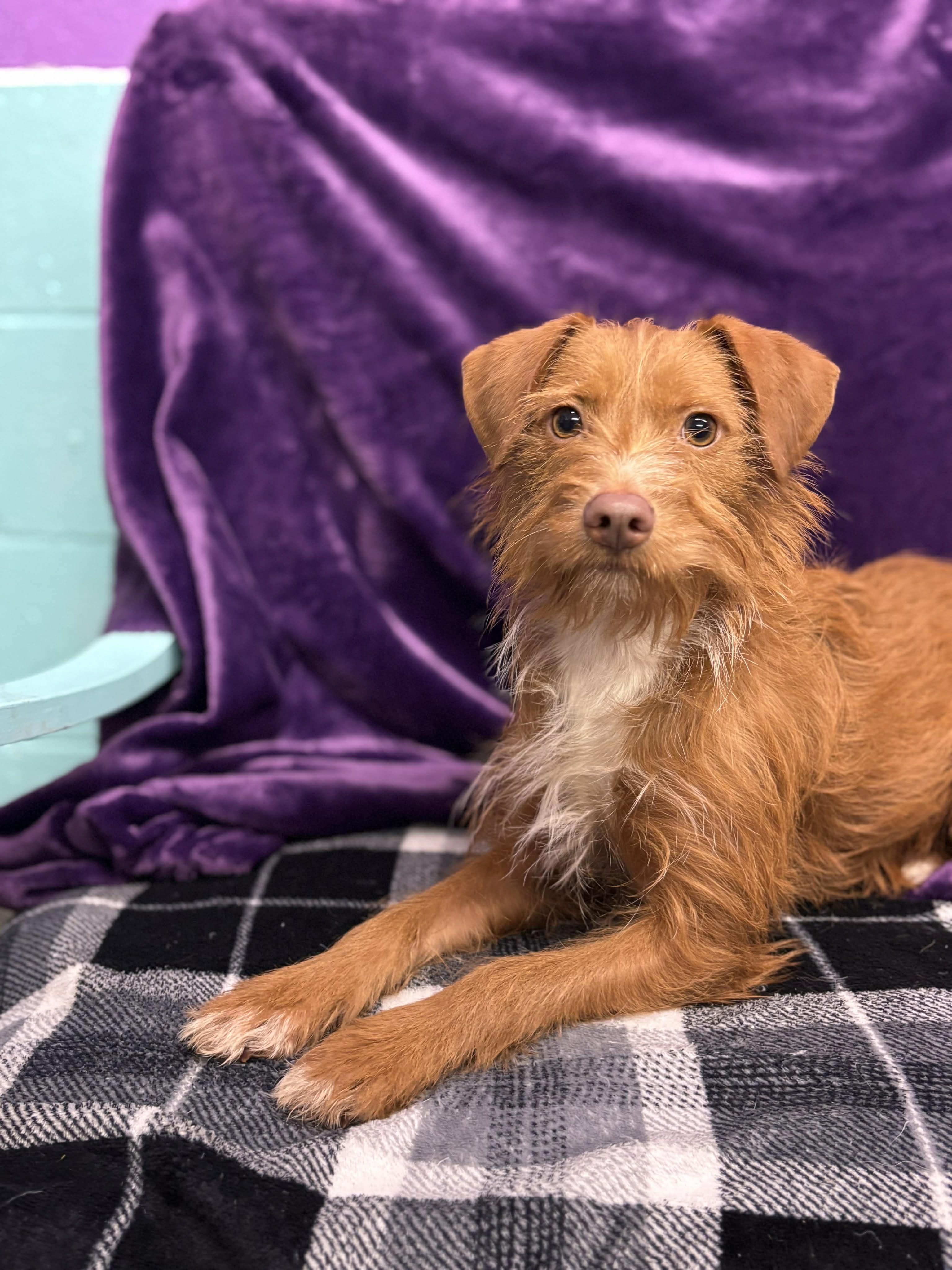 Enlarge Simba , a ADOPTABLE mixed breed in Tacoma, WA image 4/5