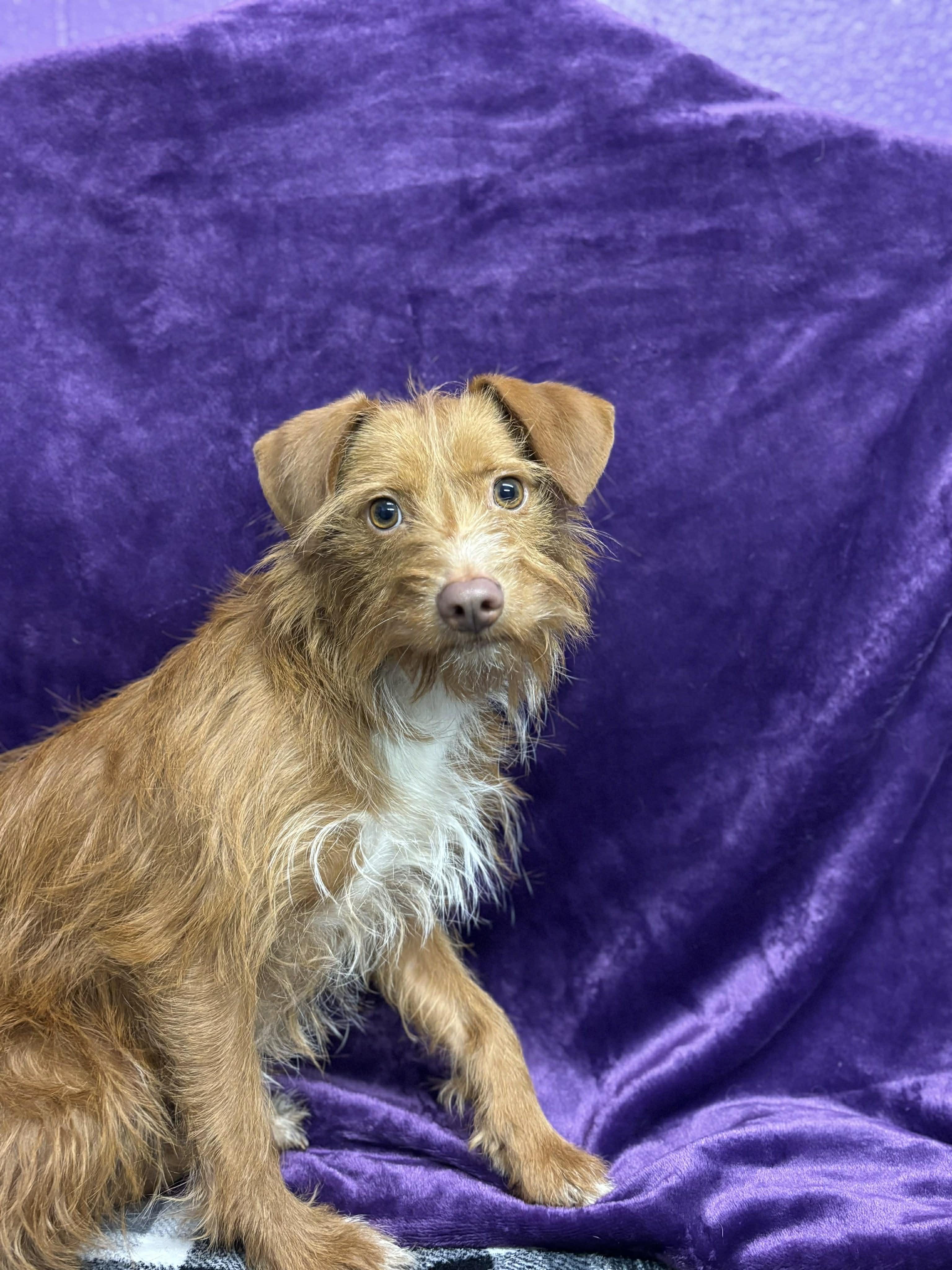 Enlarge Simba , a ADOPTABLE mixed breed in Tacoma, WA image 1/5