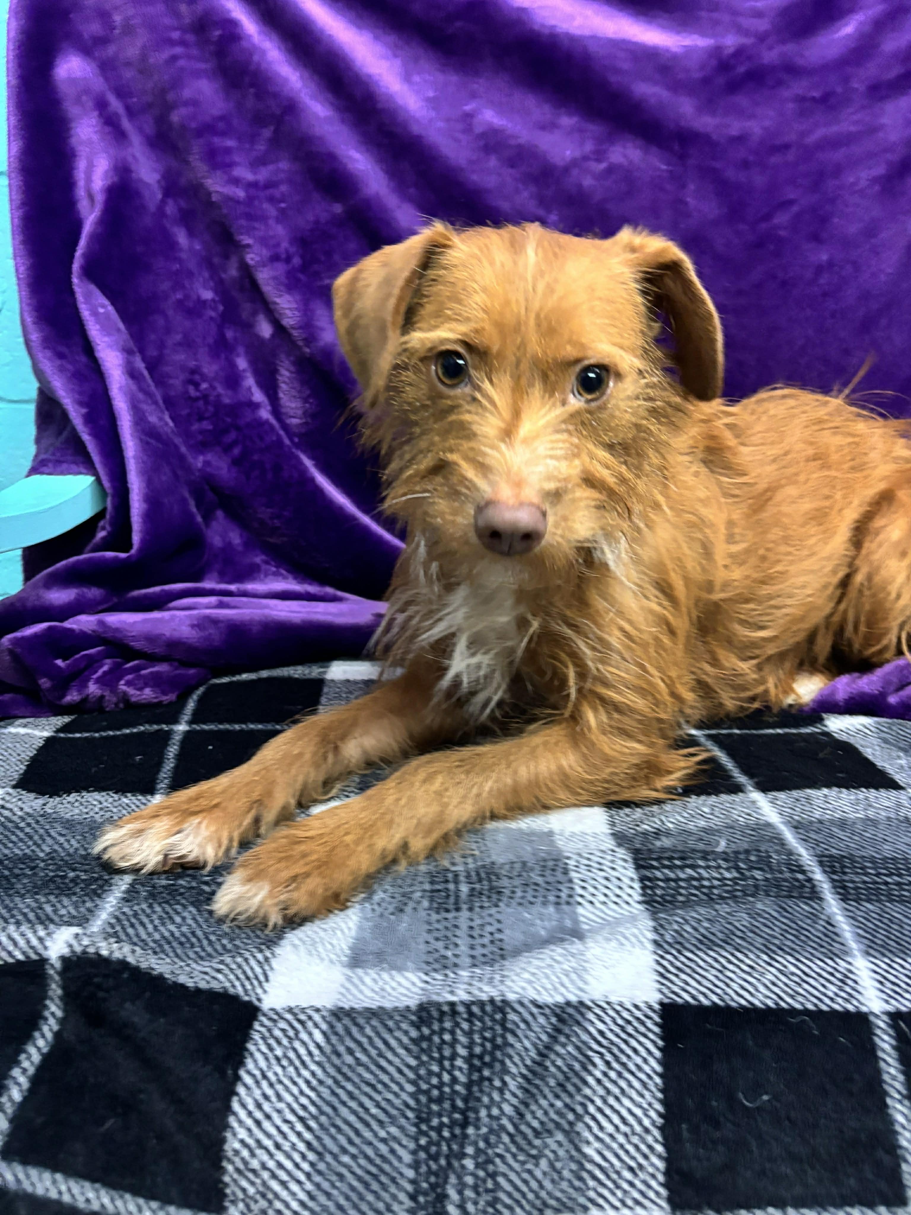 Enlarge Simba , a ADOPTABLE mixed breed in Tacoma, WA image 3/5