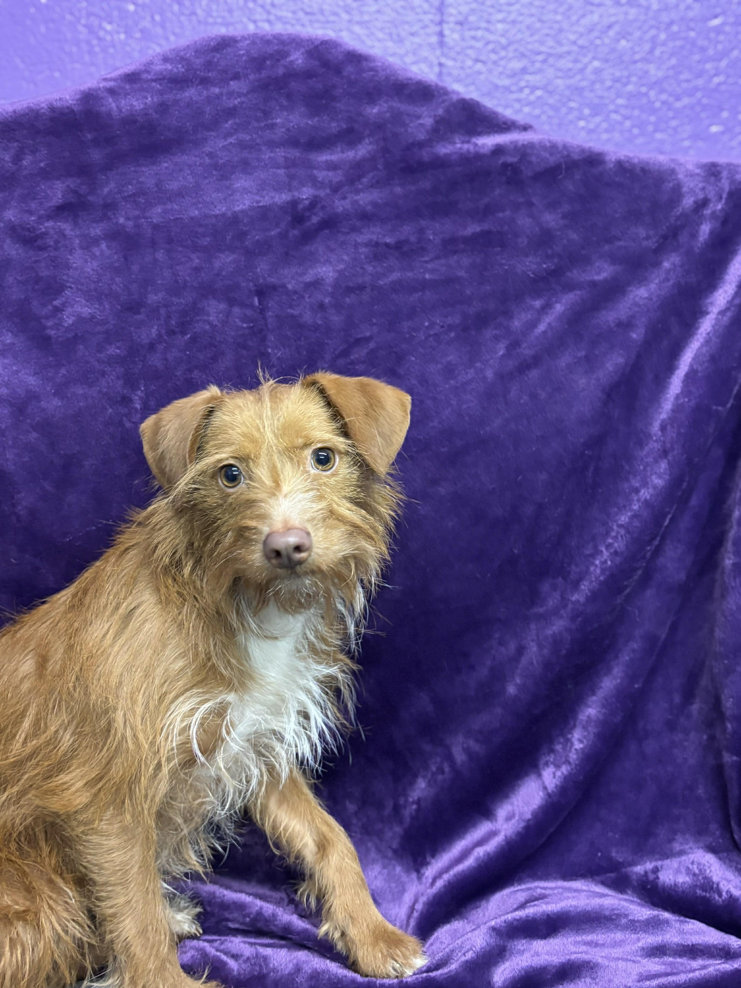 Enlarge Simba , a ADOPTABLE mixed breed in Tacoma, WA image 2/5