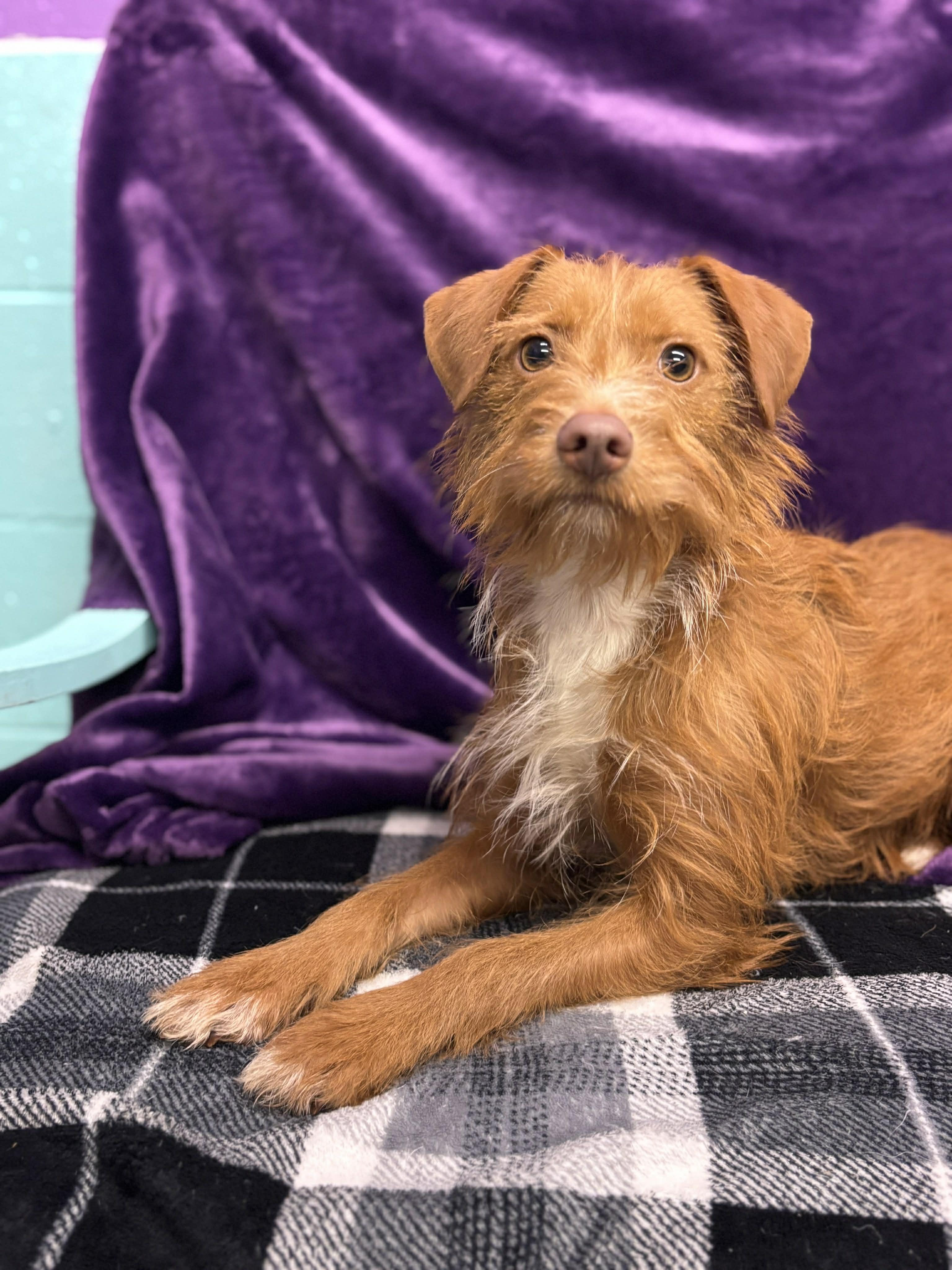 Enlarge Simba , a ADOPTABLE mixed breed in Tacoma, WA image 5/5