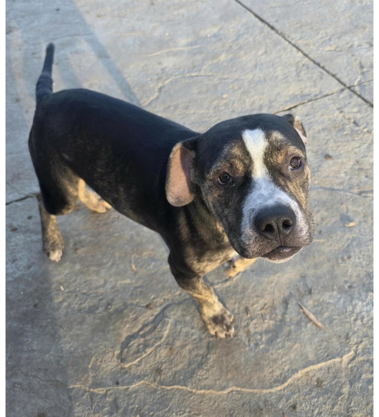 Enlarge Hank, a Adoptable Staffordshire Bull Terrier in Midway, UT image 1/1