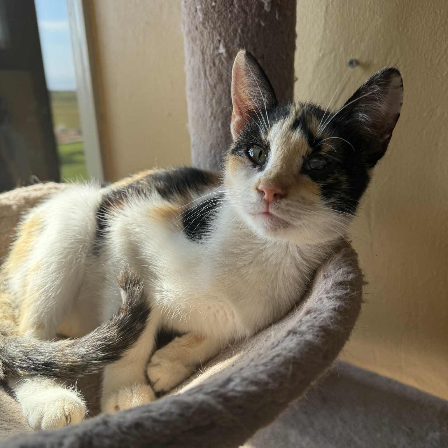 Petunia, a Adoptable Calico in San Antonio , TX image 1/3