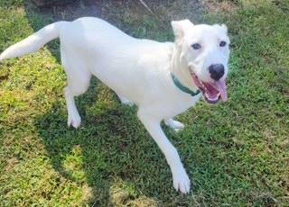 Enlarge Tillie, a Adoptable mixed breed in Manhasset, NY image 3/3