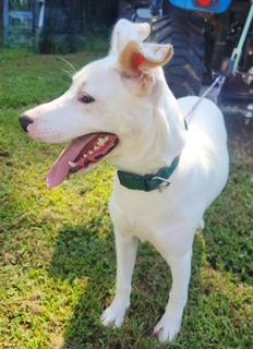 Tillie, Adoptable, Young Female American Staffordshire Terrier & Labrador Retriever.
