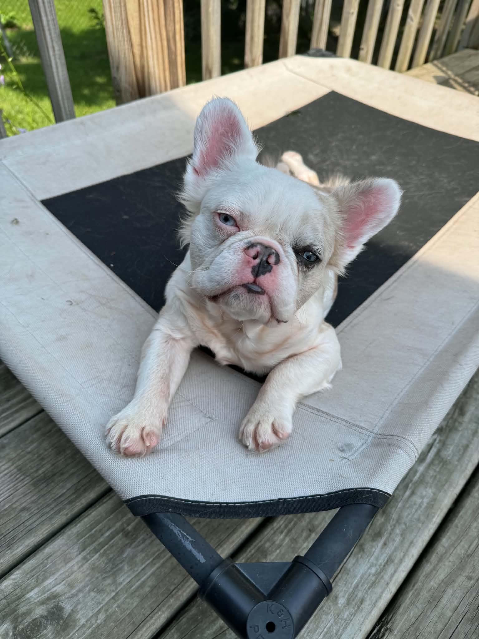 Enlarge Dottie, a Adoptable French Bulldog in Cedar Rapids, IA image 5/5