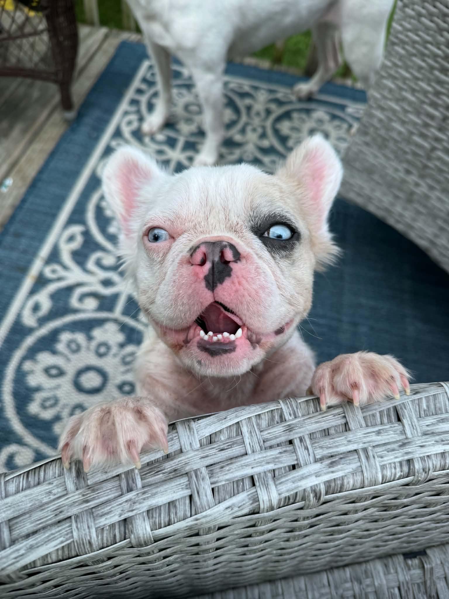 Enlarge Dottie, a Adoptable French Bulldog in Cedar Rapids, IA image 2/5